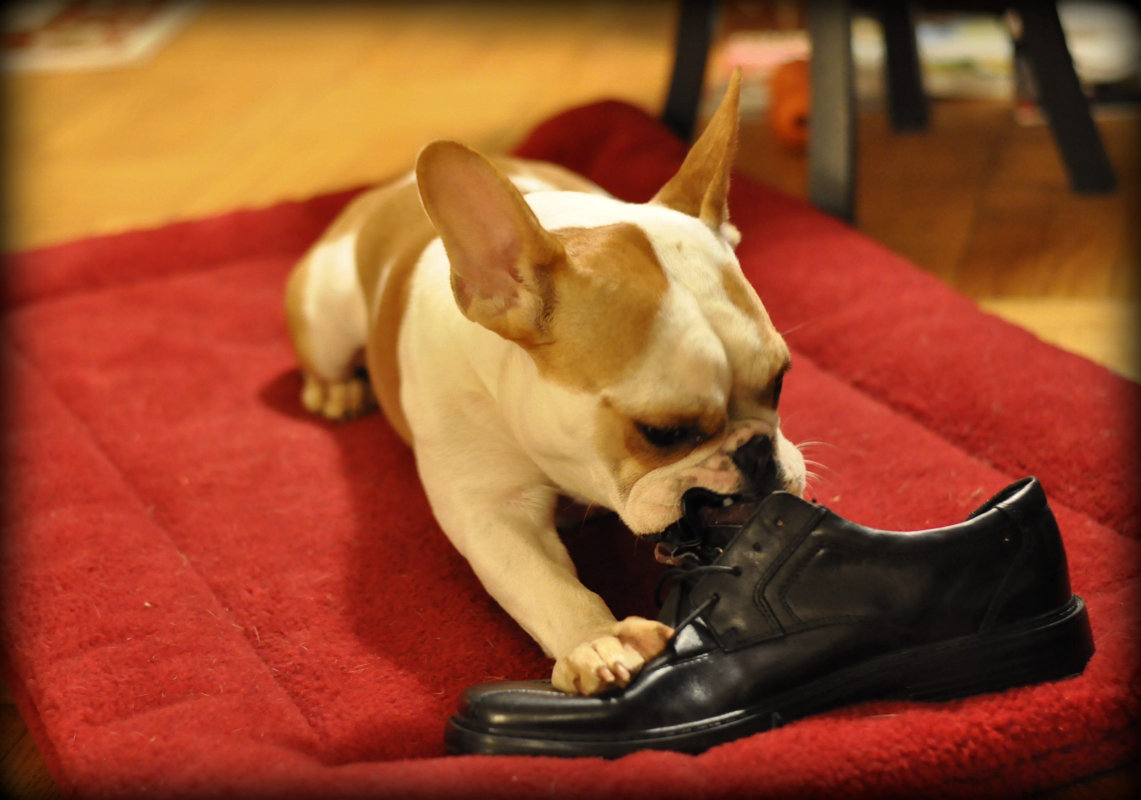 Собака погрызла обувь